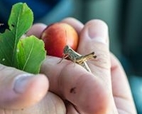 20114_1134123846602713_2785234907620286948_n