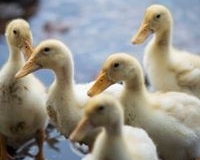 563025_717573031591132_734388352_n