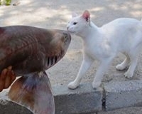 923460_852815761400191_297820903_n